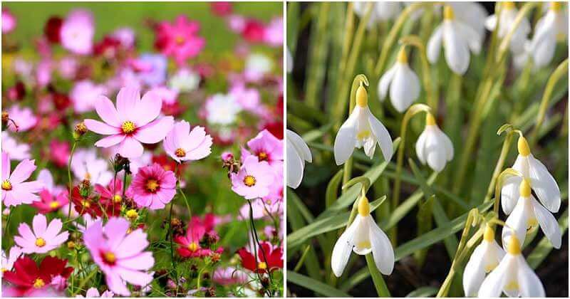 20 Low-Maintenance Flowers That You Can Grow For Any Garden