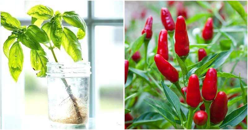 22 Herbs, Vegetables And Plants That Can Be Grown In Water