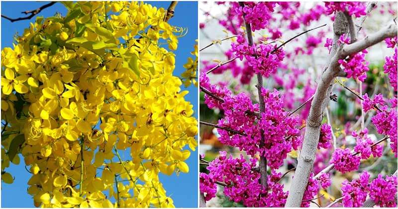 25 Beautiful Trees And Shrubs That Can Bloom For The Longest Time In Your Garden