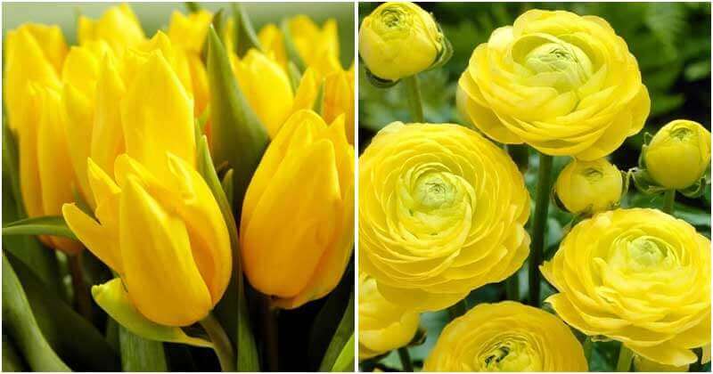 25 Best Beautiful Yellow Flowers In The Garden