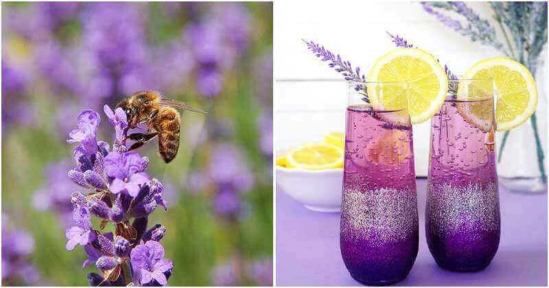 26 Good Reasons Of Lavender To Grow In The Garden