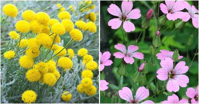 30 Best Plants That Can Grow Well In Lack Of Water