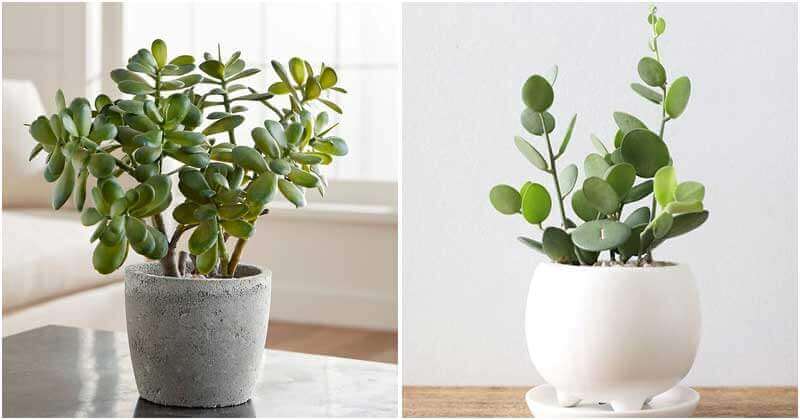30 Indoor Plants That Can Grow From Cuttings