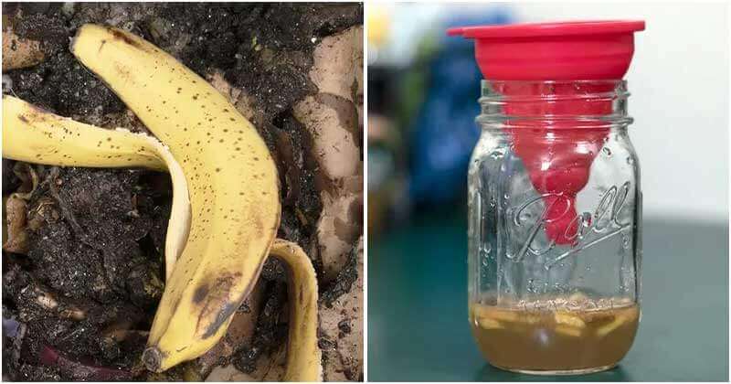 8 Amazing Uses Of Banana Peel In The Garden