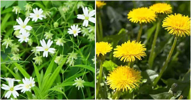 8 Common Weeds That Are Loved By Chickens