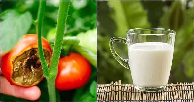 8 Great Benefits When Using Milk In The Garden