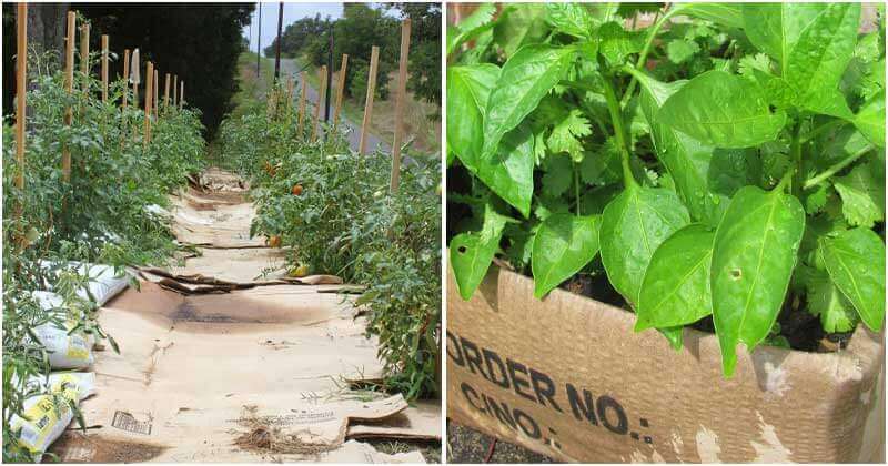 9 Uses Of Cardboard For The Garden