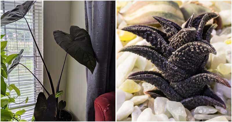 Collection of 13 Stunning Black Houseplants