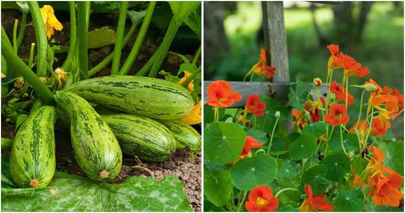 How To Repel Squash Bugs From Your Garden