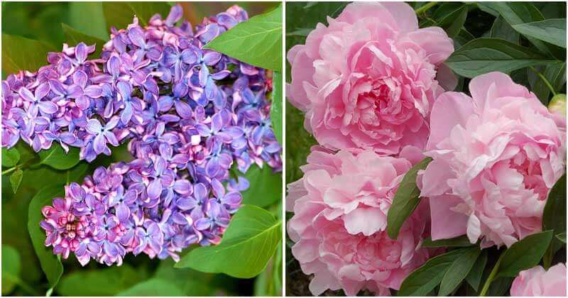 10 Beautiful Perennial Plants Have Fragrant Flowers