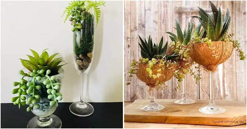 10 Ideas To Grow Succulent in Wine Glass