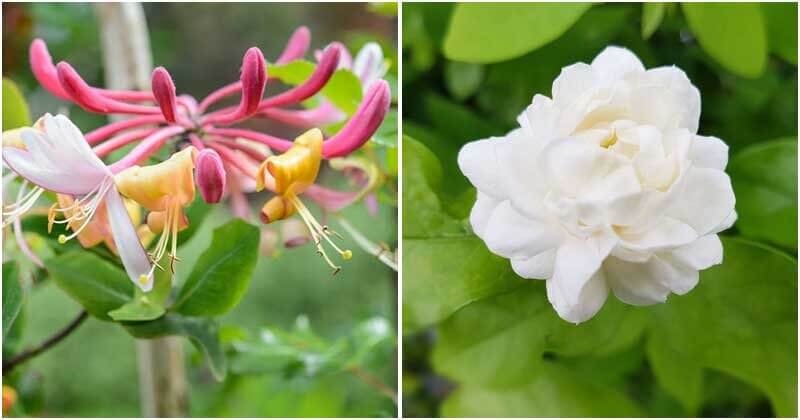 10 Lucky Plants To Grow In Your Home And Garden
