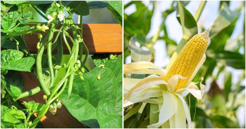 11 Good Companion Plants That Help Your Cucumber Grow Well