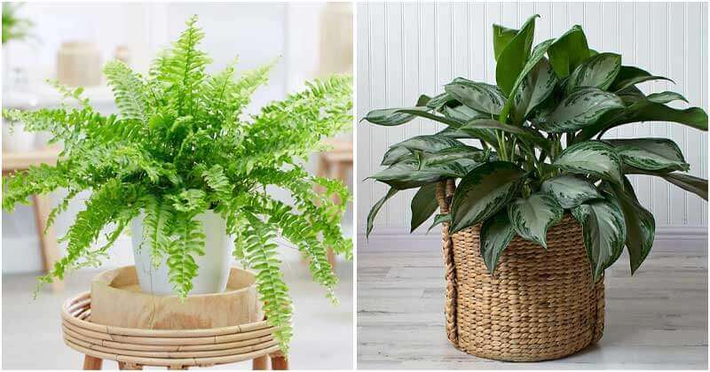 11 Plants That Can Keep Your House Cool In Summer Days
