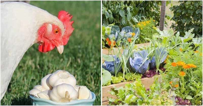 11 Stunning Uses of Garlic in the Garden