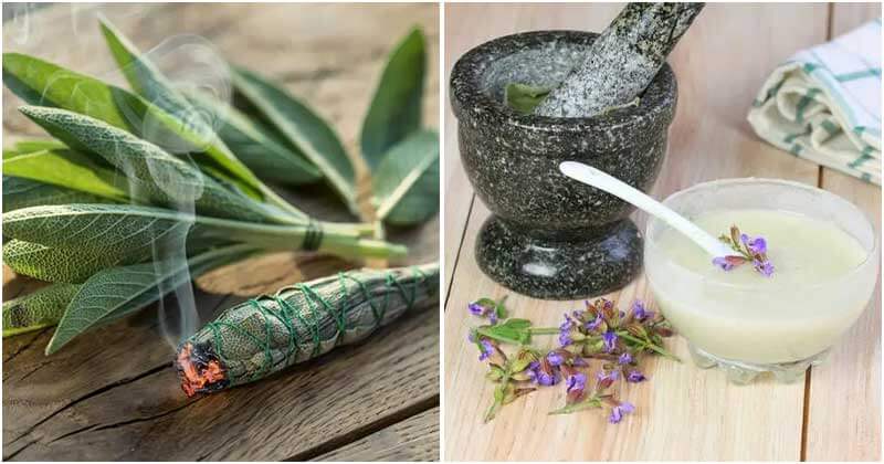 12 Best Uses Of Sage To Grow In The Garden