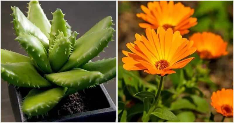 12 Healing Herbs That You Should Grow In Your Garden