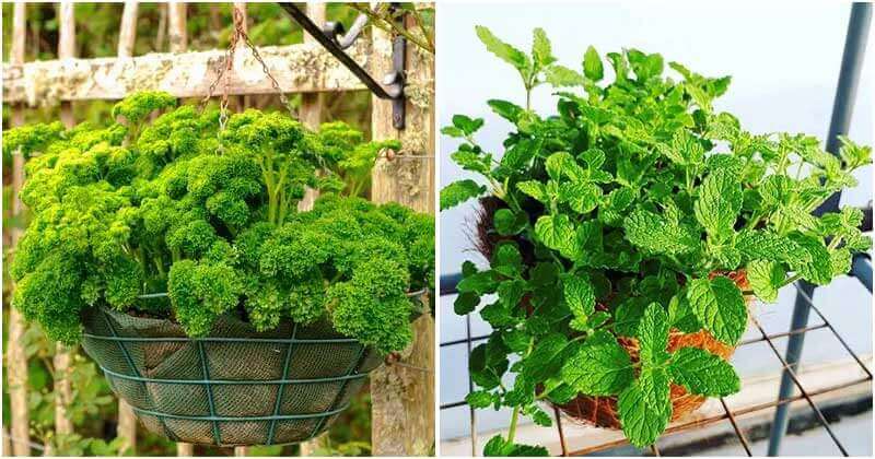 12 Herbs Can Grow In Hanging Baskets