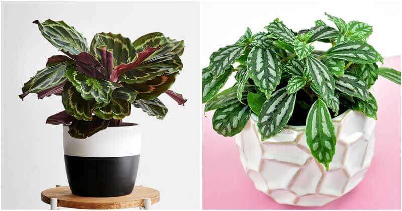 13 Best Beautiful Metallic Sheen Indoor Plants