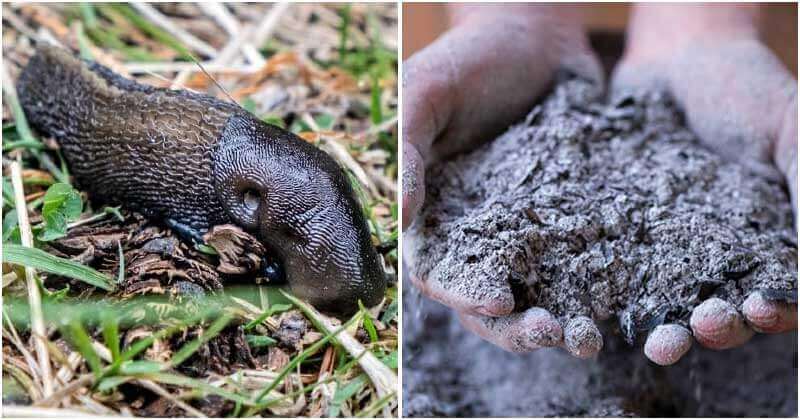 13 Effects Of Wood Ash In The Garden