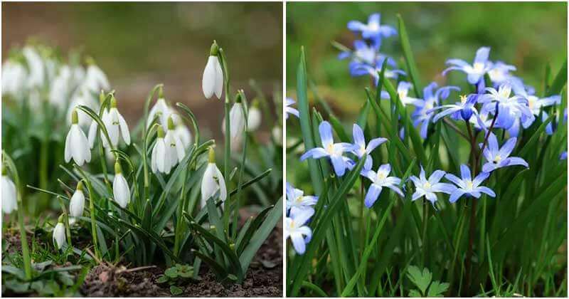 15 Bulbs That Grow In Fall And Give A Beautiful Garden In Spring
