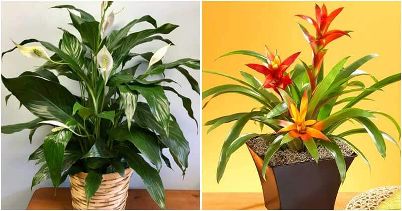 15 Easy-To-Grow Houseplants For Beginners