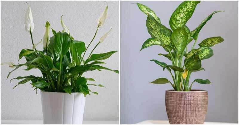 16 Best Plants To Grow In Your Bathroom