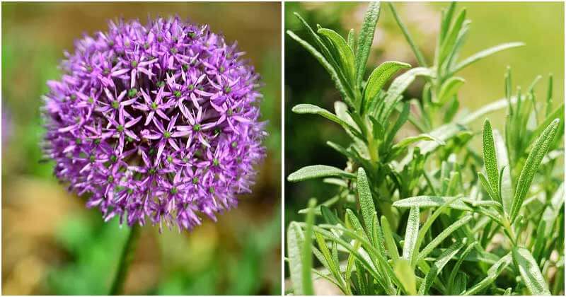 16 Plants Can Repel Insects Effectively