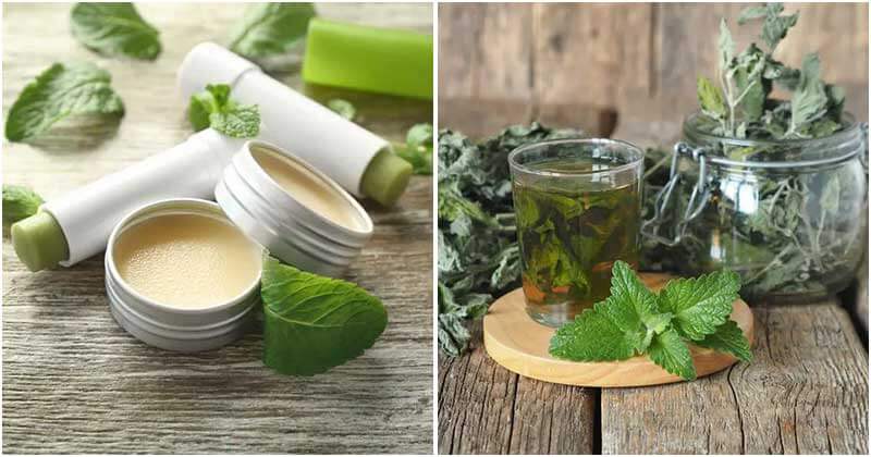 16 Uses Of Mint That You Should Grow In The Garden