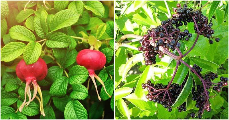 17 Best Beautiful Landscaping Plants That Can Be Eaten
