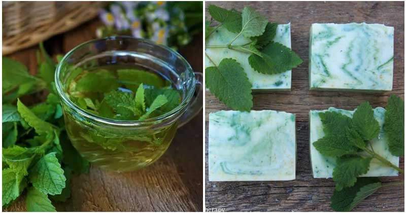 17 Best Uses Of Lemon Balm In Your Kitchen