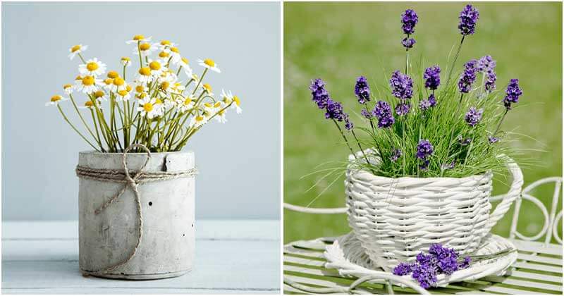 17 Plants Can Get Rid of Fleas From Your House