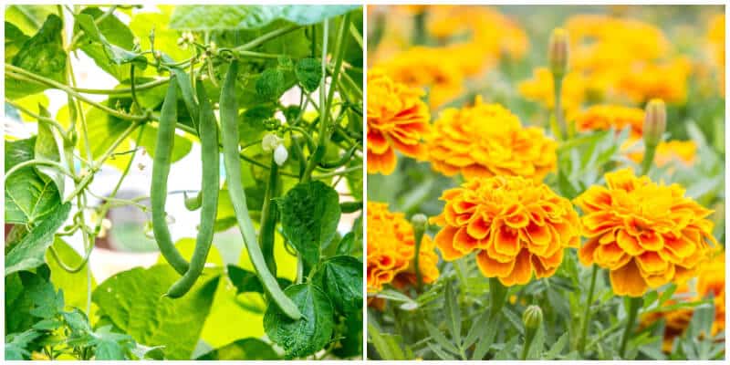 18 Companion Plants with Cabbage To Promote Growth