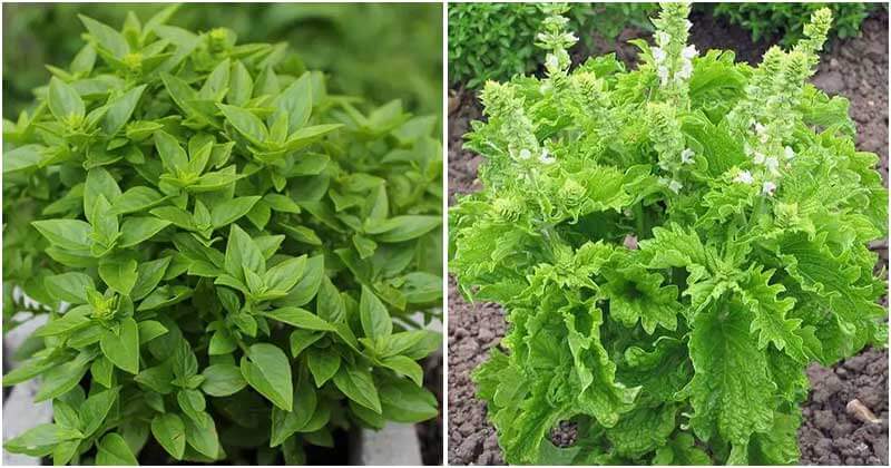 18 Different Types Of Basil For Cooking And Medicinal