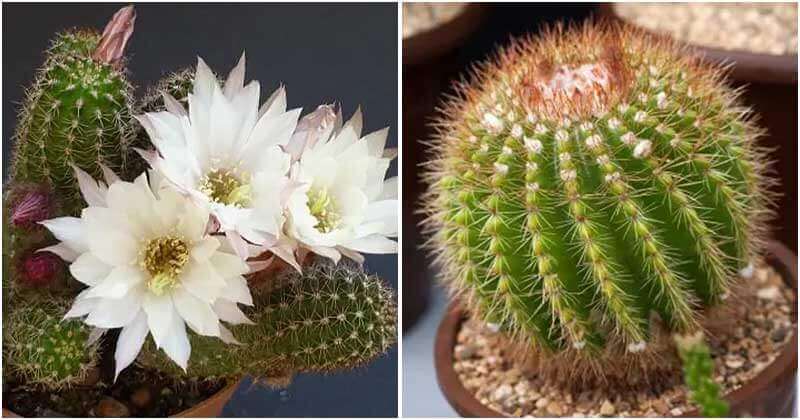 18 Indoor Cactus Plants That You Can Grow In Home