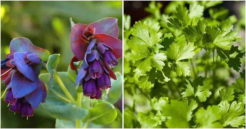 18 Self-Seeding Flowers, Herbs and Veggies That You Just Need To Grow Once