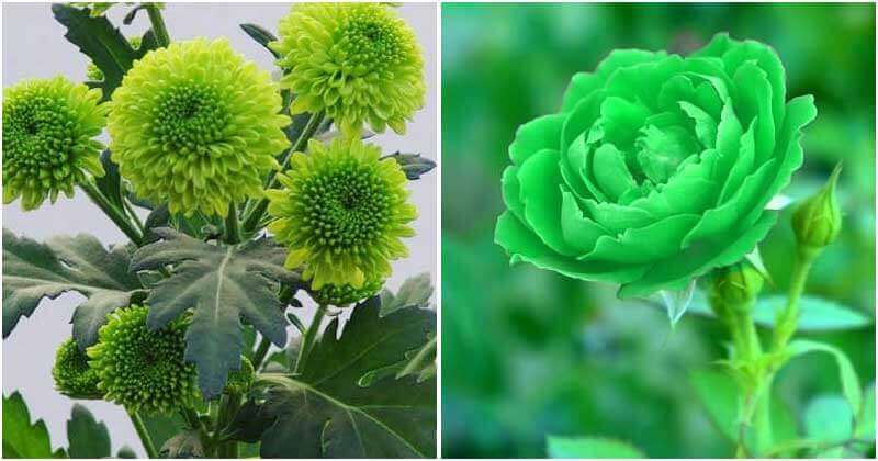 20 Best Beautiful Green Flowers Around The World