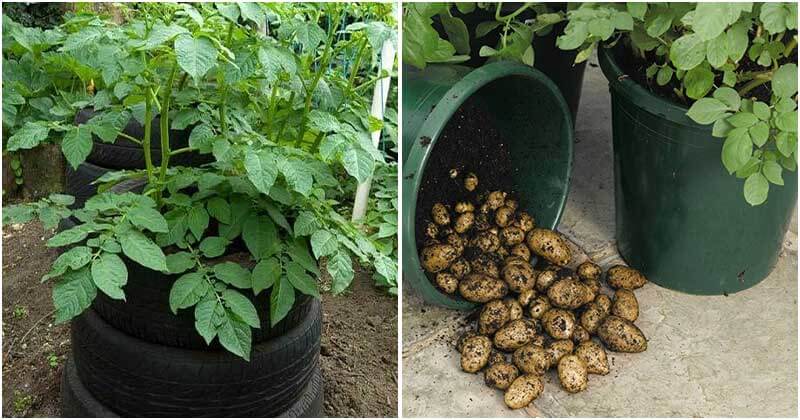 20 Great Ideas To Grow Potatoes In Tiny Spaces