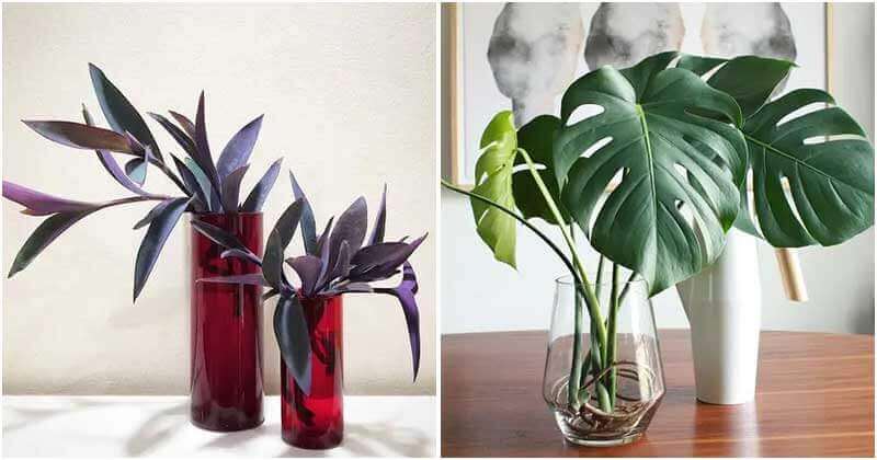 20 Indoor Plants That Can Be Grown In Vase