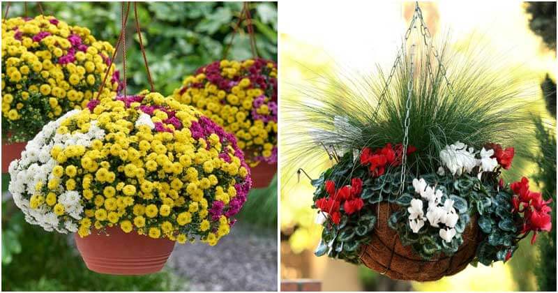 20 Stunning Hanging Basket Ideas To Decorate In The Fall