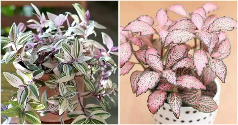 27 Best Beautiful Pink Indoor Plants