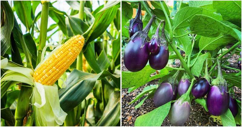 30 Best Companion Plants Of Peppers