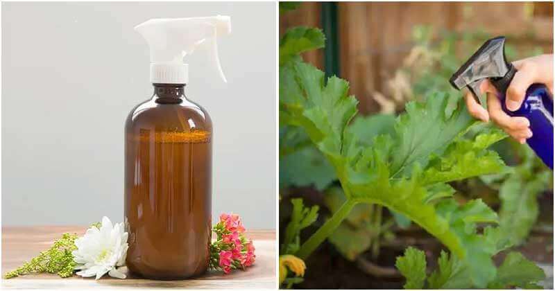 6 Uses Of Peppermint Oil In The Garden That You Should Know