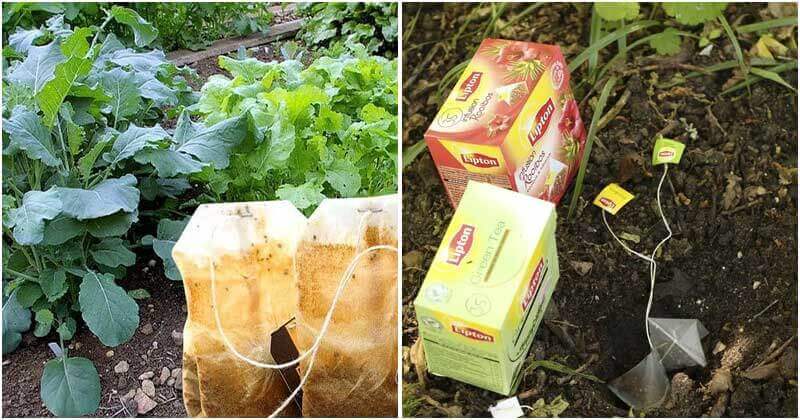 7 Best Uses Of Tea Bags For Your Garden
