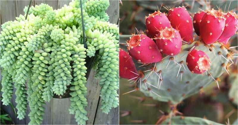 8 Edible Succulents That Will Amaze You