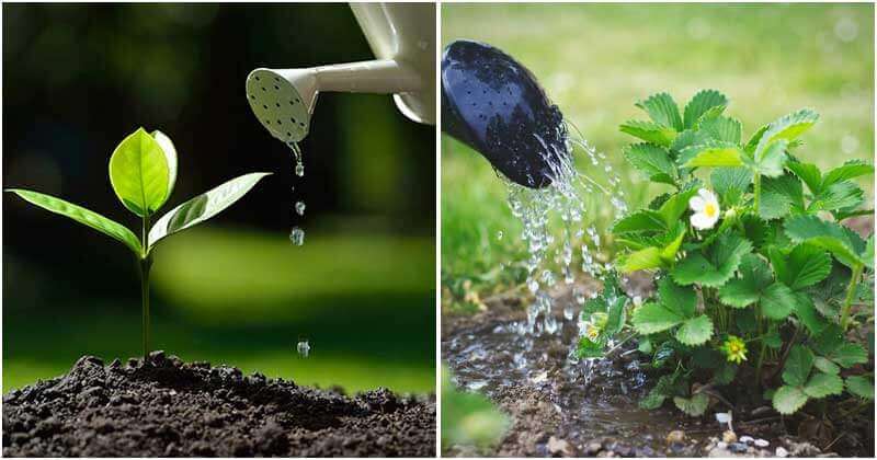 8 Tips To Water The Right Way For Your Vegetable Garden