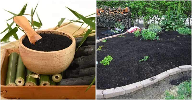 9 Amazing Uses of Charcoal For Your Garden