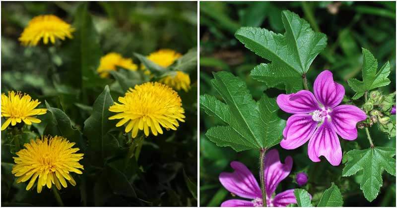 9 Edible Weeds In The Garden That You Should Know