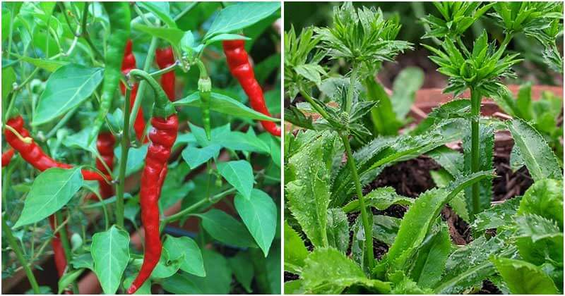 9 Herbs That Can Grow Well in The Heat