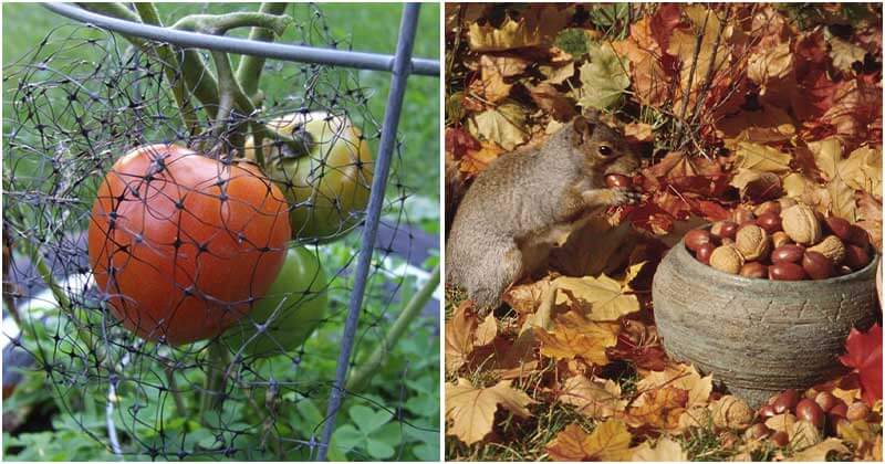 9 Natural Ways To Repel Squirrels From Your Garden